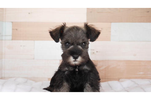 成約済の福岡県のミニチュアシュナウザー-102257