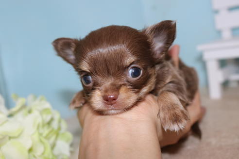 50万円以下のロングコートチワワの子犬を探す ブリーダーナビ