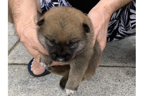 成約済の長崎県の柴犬-102272の9枚目