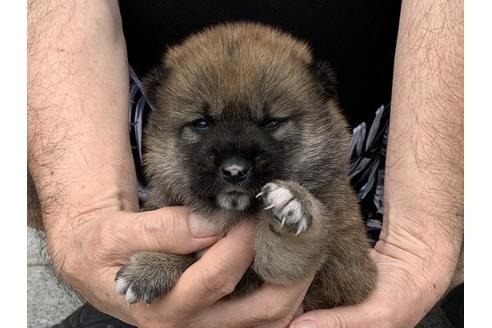 成約済の長崎県の柴犬-102272の6枚目