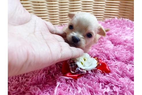 成約済の秋田県のチワックス:チワワ×ミニチュアダックスフンド-100973の5枚目