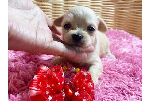 成約済の秋田県のチワックス:チワワ×ミニチュアダックスフンド-100972の1枚目