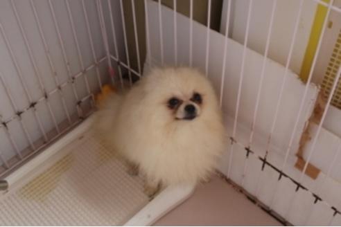 成約済の静岡県のポメラニアン-81885