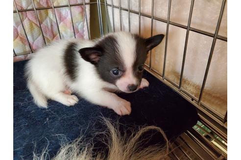 成約済の愛知県のミックス犬-100231の3枚目