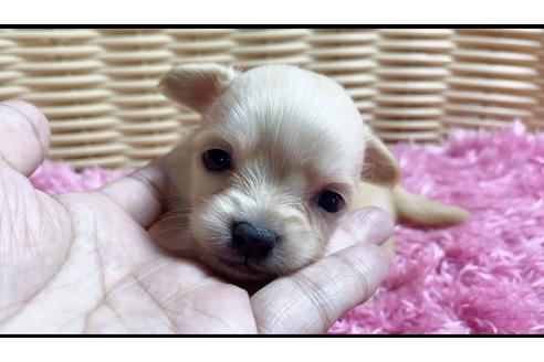 成約済の秋田県のチワックス:チワワ×ミニチュアダックスフンド-100973の4枚目