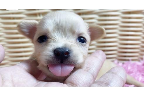 成約済の秋田県のチワックス:チワワ×ミニチュアダックスフンド-100973の2枚目