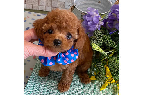 広島県のティーカッププードル 男の子 05 28生まれ ティーカップサイズ予想のイケメン男の子 子犬id 1097 ブリーダーナビ
