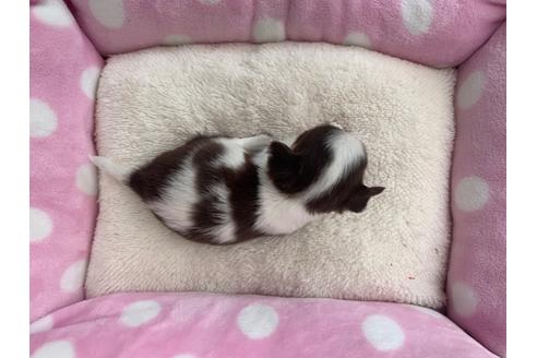 成約済の福岡県のチワワ(ロングコート)-102289の2枚目