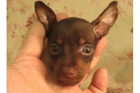 大阪府のミニチュアピンシャー 男の子 06 08生まれ チョコタン 子犬id ブリーダーナビ 大阪府のミニチュアピンシャー 男の子 06 08生まれ チョコタン 子犬id ブリーダーナビ