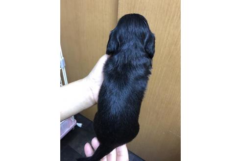 成約済の千葉県のミニチュアダックスフンド(ロングヘアード)-102326の3枚目