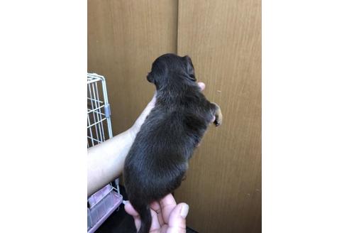 成約済の千葉県のミニチュアダックスフンド(ロングヘアード)-102327の3枚目