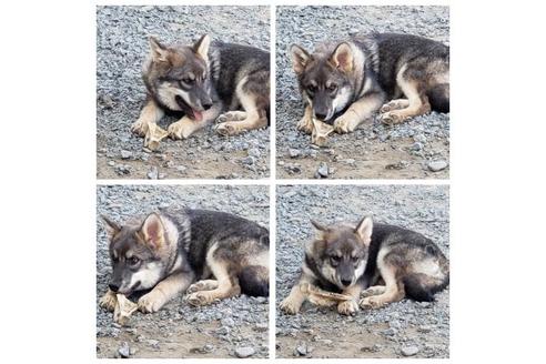 成約済の北海道のその他の犬種-91960
