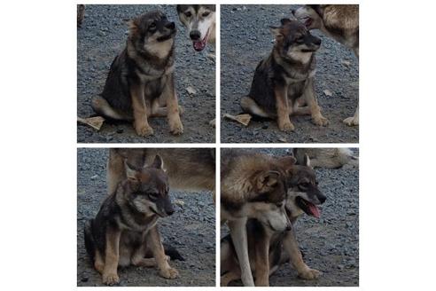 成約済の北海道のその他の犬種-91960の2枚目