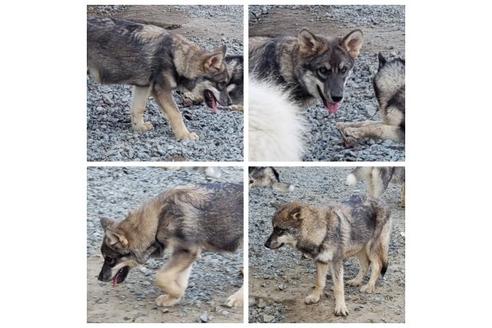 成約済の北海道のその他の犬種-91961