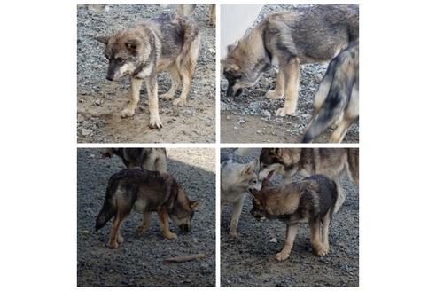 成約済の北海道のその他の犬種-91961の2枚目