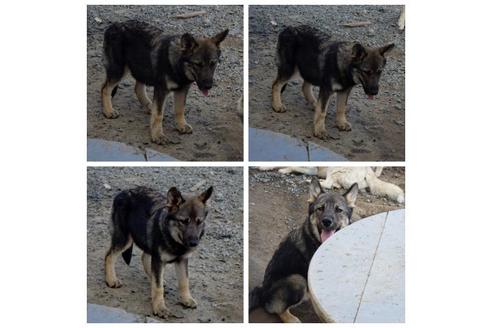 成約済の北海道のその他の犬種-91962の2枚目