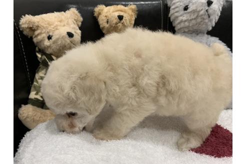 成約済の三重県のティーカッププードル-101110の3枚目