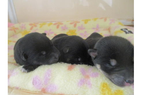 成約済の岡山県の柴犬-102371の7枚目