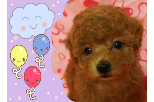 成約済の静岡県のタイニープードル-102379の3枚目