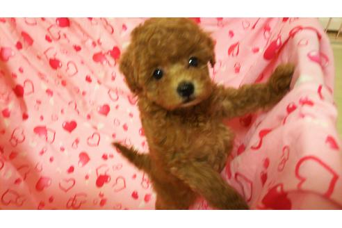 成約済の静岡県のタイニープードル-102379の2枚目