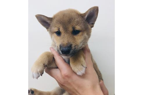 成約済の北海道の豆柴-102388の1枚目