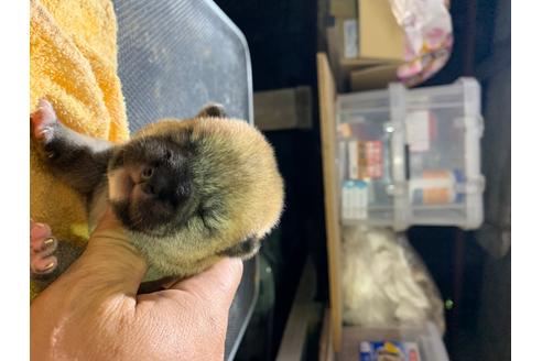 成約済の広島県の柴犬-102394の1枚目