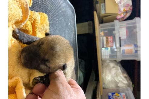 成約済の広島県の柴犬-102395の1枚目