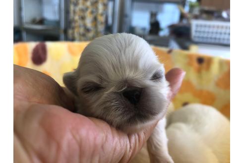 成約済の愛知県のペキニーズ-102405の4枚目