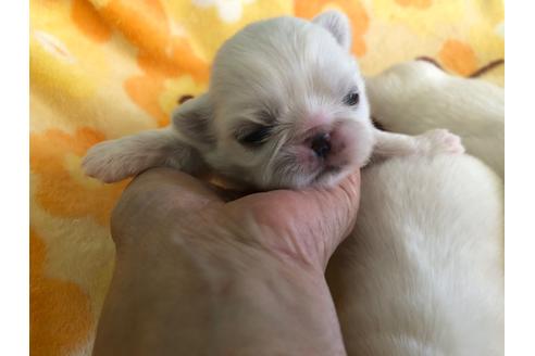 成約済の愛知県のペキニーズ-102407の6枚目
