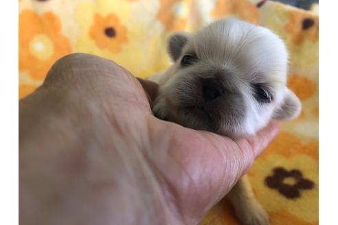 成約済の愛知県のペキニーズ-101823の6枚目
