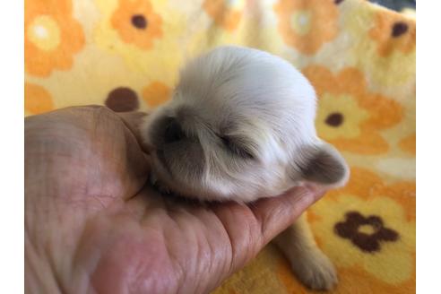 成約済の愛知県のペキニーズ-101823の4枚目
