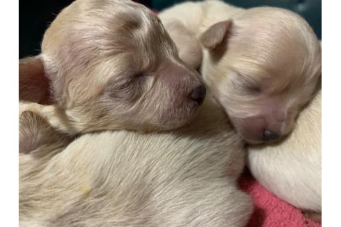 成約済の岐阜県のミックス犬-101870の6枚目