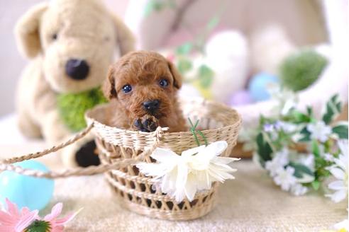 成約済の滋賀県のトイプードル-102408