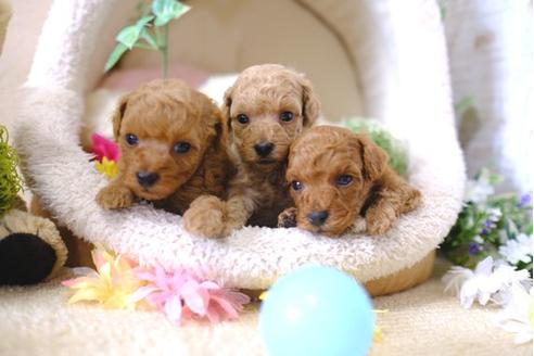 成約済の滋賀県のトイプードル-102410の2枚目