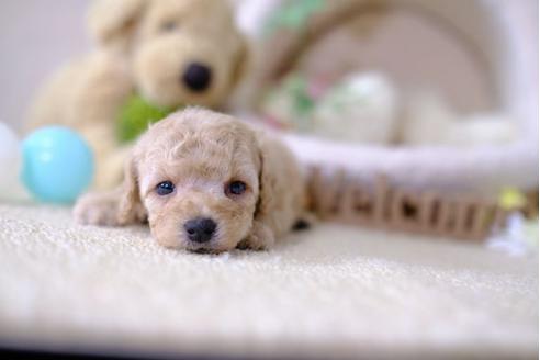 成約済の滋賀県のトイプードル-102412の1枚目