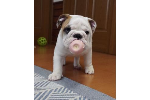 成約済の愛媛県のブルドッグ-99271の3枚目