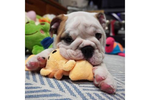 成約済の愛媛県のブルドッグ-99271の2枚目