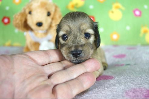 成約済の兵庫県のミニチュアダックスフンド(ロングヘアード)-102430の1枚目