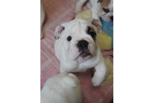 成約済の愛媛県のブルドッグ-102431の3枚目