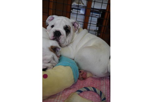 成約済の愛媛県のブルドッグ-102431の2枚目