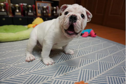 成約済の愛媛県のブルドッグ-99268の2枚目