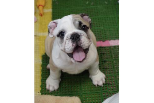 成約済の愛媛県のブルドッグ-81803の1枚目