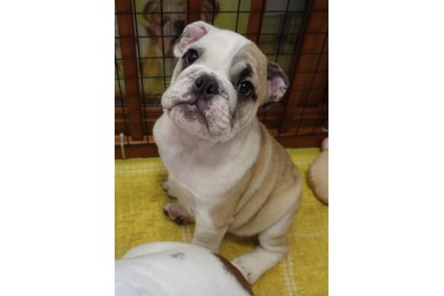 成約済の愛媛県のブルドッグ-81803の3枚目