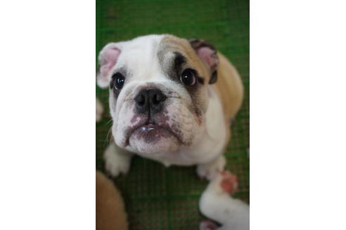 成約済の愛媛県のブルドッグ-81803の2枚目
