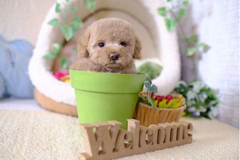 成約済の滋賀県のトイプードル-101352の1枚目