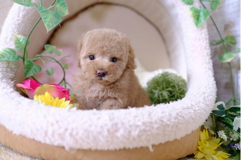 成約済の滋賀県のトイプードル-101352の5枚目