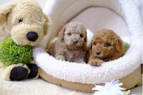 成約済の滋賀県のトイプードル-101352の4枚目