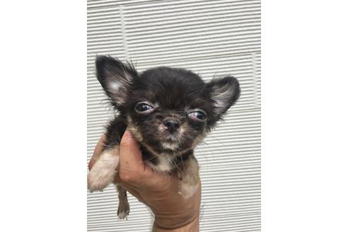 成約済の埼玉県のチワワ(ロングコート)-101840の2枚目