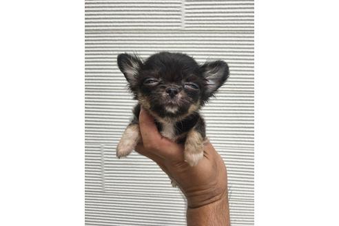 成約済の埼玉県のチワワ(ロングコート)-101840の3枚目