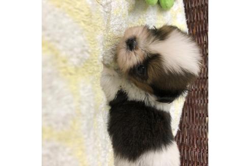 成約済の愛知県のシーズー-102481の4枚目